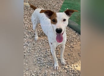 Lucky, mag Kinder, Katzen und Hundekumpels