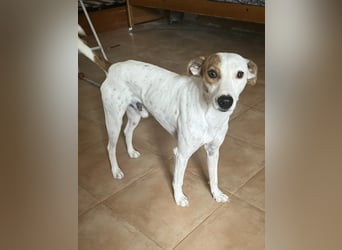 Lucky, freundlich sozial und gut gelaunt