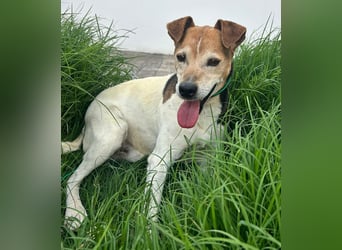 Max - sanfter Bodeguero-Mix sucht sein Zuhause