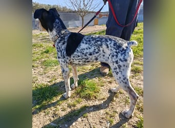 Pini - freundliche Jagdhund-Mischlingshündin sucht ihr Zuhause