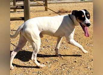 Bestia- wo darf er endlich ankommen?