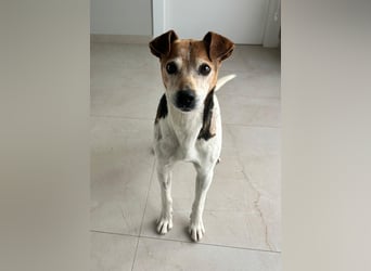 Max - sanfter Bodeguero-Mix sucht sein Zuhause