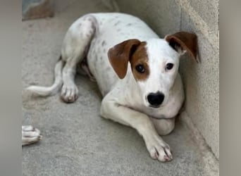 Lucky, wann bekommt er seine Chance?