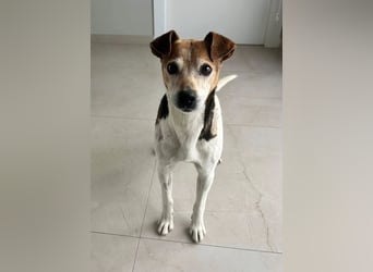 Max - sanfter Bodeguero-Mix sucht sein Zuhause