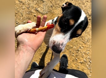 Bestia- wo darf er endlich ankommen?