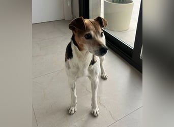 Max - sanfter Bodeguero-Mix sucht sein Zuhause