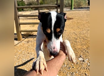 Bestia- wo darf er endlich ankommen?