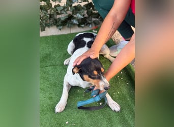 Limón - ein fröhlicher Herzenshund mit ständig wedelndem Schwänzchen sucht sein Zuhause
