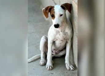 Lucky, wann bekommt er seine Chance?