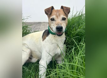 Max - sanfter Bodeguero-Mix sucht sein Zuhause