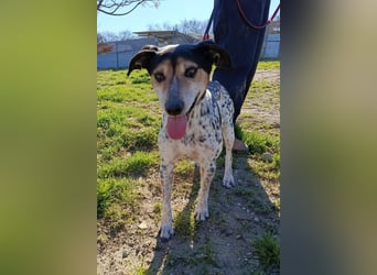 Pini - freundliche Jagdhund-Mischlingshündin sucht ihr Zuhause