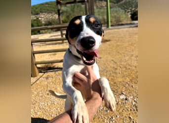 Bestia- wo darf er endlich ankommen?