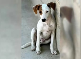 Lucky, freundlich sozial und gut gelaunt