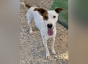 Lucky, freundlich sozial und gut gelaunt