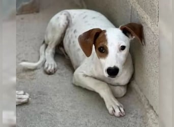 Lucky, freundlich sozial und gut gelaunt