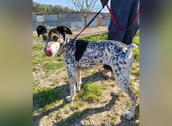 Pini - freundliche Jagdhund-Mischlingshündin sucht ihr Zuhause