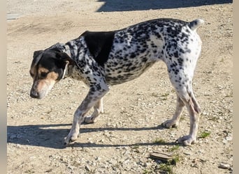 Pini - freundliche Jagdhund-Mischlingshündin sucht ihr Zuhause