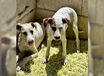 Lucky, mag Kinder, Katzen und Hundekumpels