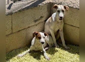 Lucky, wann bekommt er seine Chance?