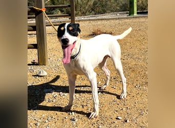 Bestia- wo darf er endlich ankommen?