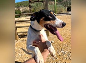 Bestia- wo darf er endlich ankommen?