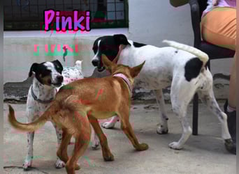 Pinki geb. 05/2024 (ESP) - loyale, verspielte und gesellige Bodeguero-Mix Hündin!