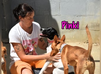 Pinki geb. 05/2024 (ESP) - loyale, verspielte und gesellige Bodeguero-Mix Hündin!