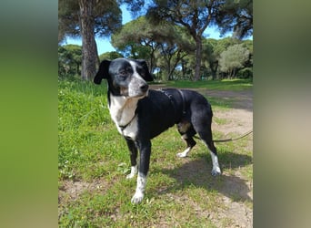 lebenlustiger Hundebube Elfo