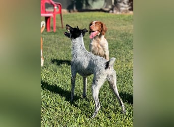 kleine, zarte und sensible Hundeseele