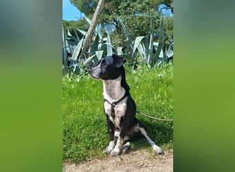 lebenlustiger Hundebube Elfo