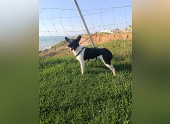 kleine, friedlicher Yaki sucht ruhiges Zuhause
