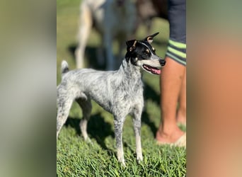 kleine, zarte und sensible Hundeseele