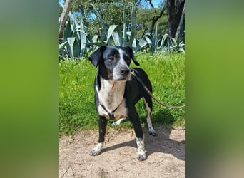 lebenlustiger Hundebube Elfo