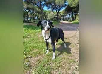 lebenlustiger Hundebube Elfo