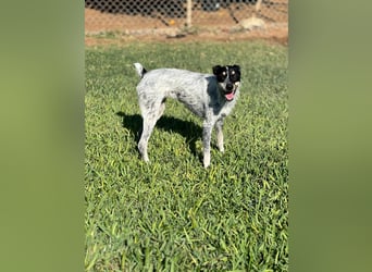 kleine, zarte und sensible Hundeseele