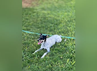 kleine, zarte und sensible Hundeseele