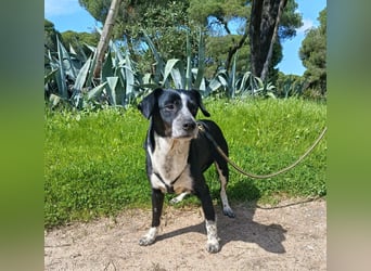 lebenlustiger Hundebube Elfo