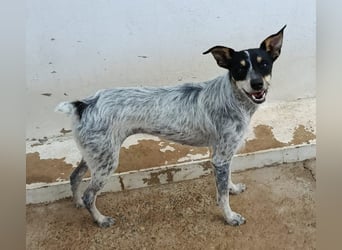 kleine, zarte und sensible Hundeseele