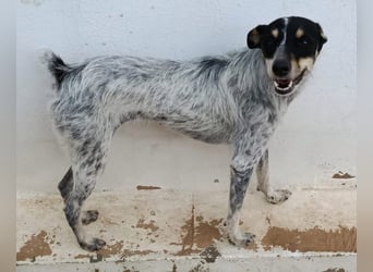 kleine, zarte und sensible Hundeseele