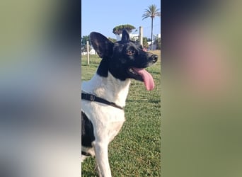 kleine, friedlicher Yaki sucht ruhiges Zuhause