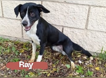 Ray sucht liebevolles und geduldiges Zuhause