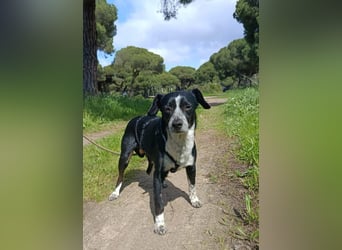 lebenlustiger Hundebube Elfo