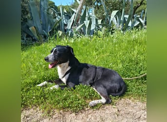 lebenlustiger Hundebube Elfo