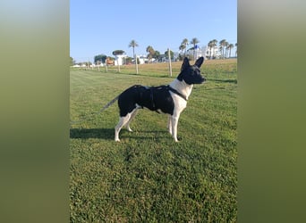 kleine, friedlicher Yaki sucht ruhiges Zuhause