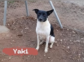 kleine, friedlicher Yaki sucht ruhiges Zuhause