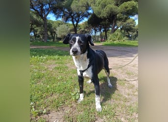 lebenlustiger Hundebube Elfo