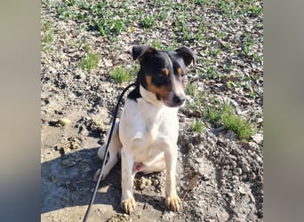 Watson ein gutmütiger Rüde