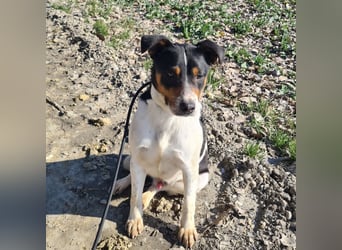 Watson ein gutmütiger Rüde