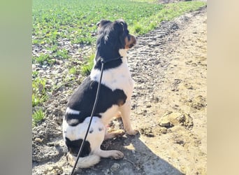 Watson ein gutmütiger Rüde