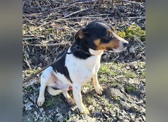 Watson ein gutmütiger Rüde